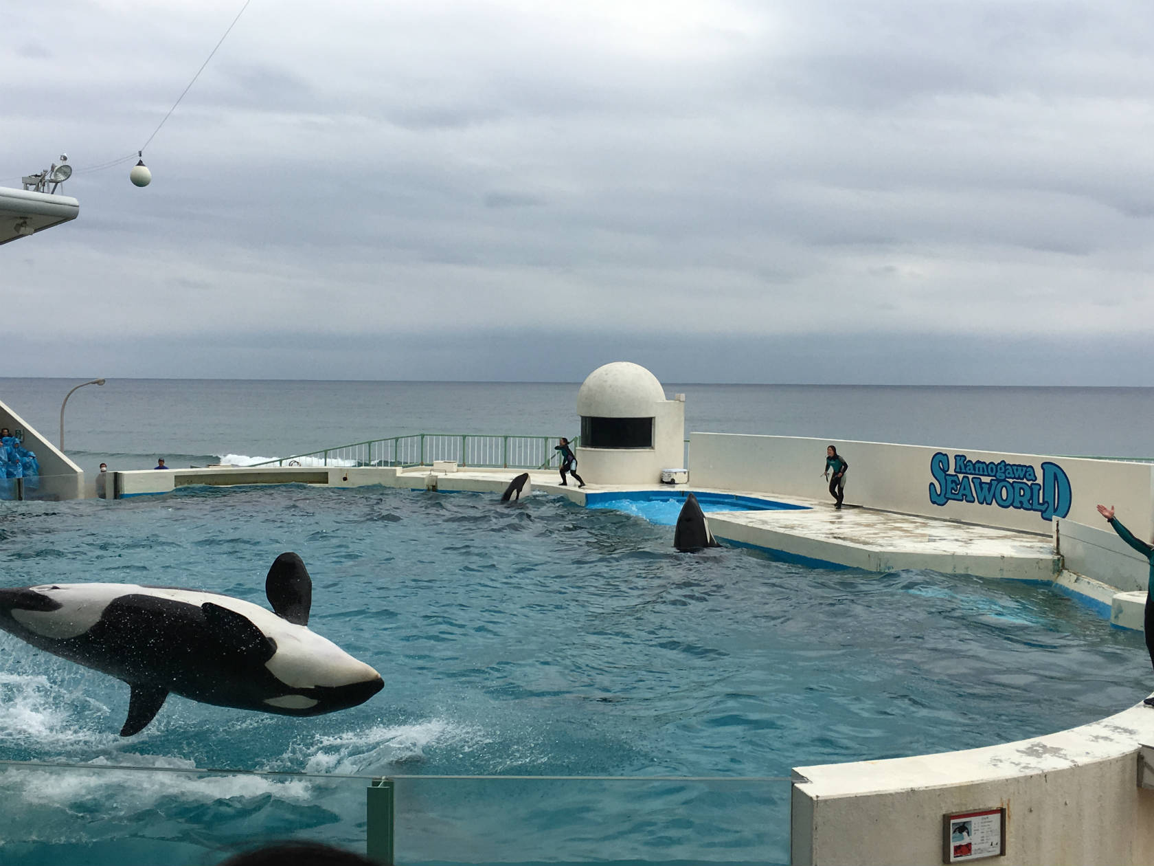 鴨川シーワールドのシャチショーの楽しみ方 濡れずに座って見る方法 たまのおひるね